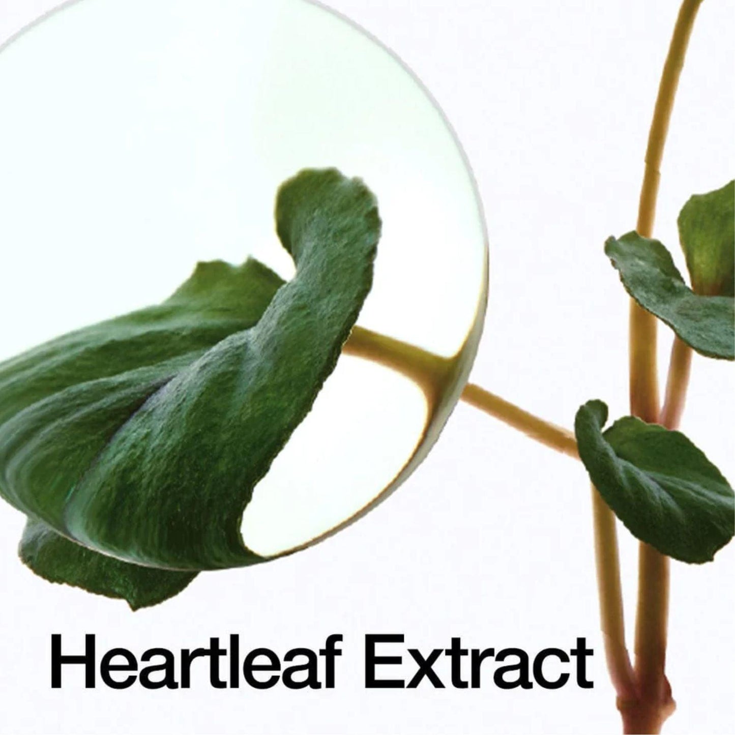 Anua Heartleaf 70 Daily Lotion 200ml - K-ESSENCE Canada; Korean Cosmetics Canada